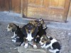 basent hound cachorros tricolor  (hush pupies)