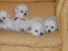 se venden cachorros poodle toy $85.000  micro toy $165.000 fono 9-0245509