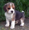 vendo perrita beagle tricolor de 2 meses