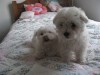 vendo bellos cachorros malteses de 2 meses