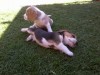 cacharros beagles