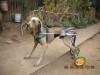 carritos o sillas ortopedicas para perros y gatos invalidos