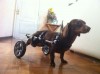 andaderas, carritos, sillas para perros y gatos discapacitados