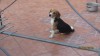vendo hermoso ejmplar beagle