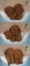 * * * poodle microtoy rojos* * *
