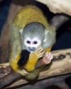 ahora tengo capuchin mono y adorable, ardilla y monos de mono tití para
