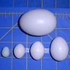   100% loros y huevos de loro fértiles para venta