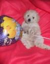 ****poodle toy****