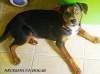 regalo beagle mestizo con siberiano cachorro
